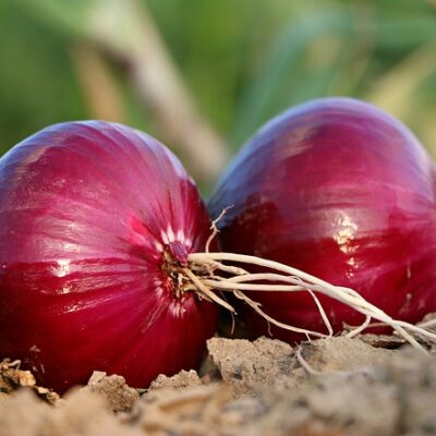 Buy Organic onions in Pune