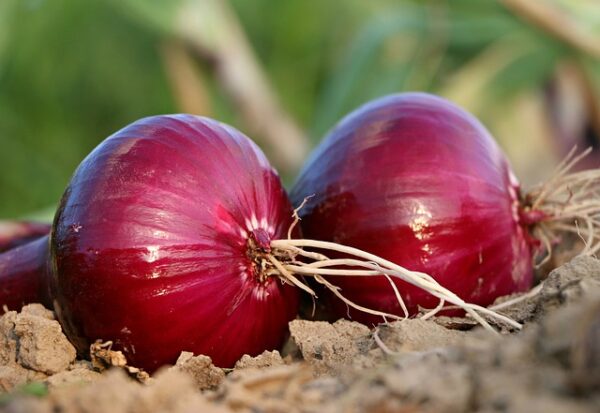 Buy Organic onions in Pune
