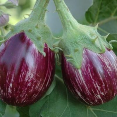 Buy Fresh Organic Brinjals Online