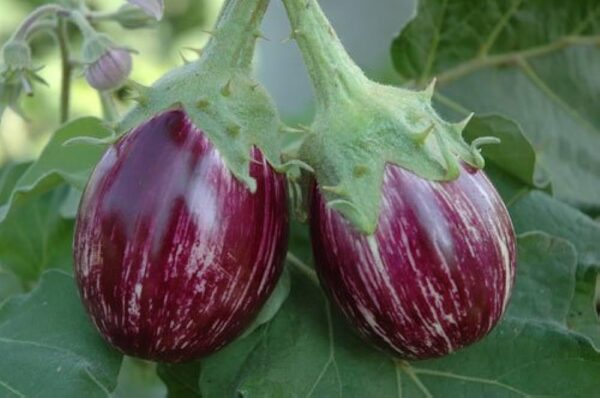 Buy Fresh Organic Brinjals Online